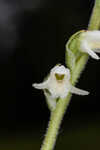 Texas lady's tresses